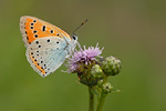 Großer Feuerfalter Lycaena dispar