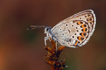 Argus-Bläuling Plebejus argus