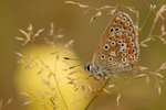 Hauhechel-Bläuling Polyommatus icarus