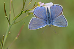 Hauhechel-Bläuling Polyommatus icarus