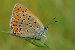 Violetter Feuerfalter Lycaena alciphron