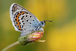 Argus-Bläuling Plebejus argus