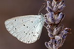 Faulbaum-Bläuling Celastrina argiolus