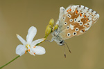 Silbergrüner Bläuling Polyommatus coridon