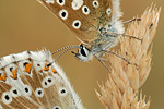 Silbergrüner Bläuling Polyommatus coridon