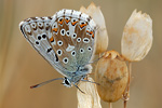 Silbergrüner Bläuling Polyommatus coridon