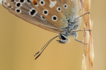 Himmelblauer Bläuling Polyommatus bellargus