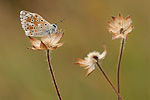 Silbergrüner Bläuling Polyommatus coridon