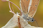Weißdolch-Bläuling Polyommatus damon