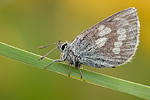 Heller Alpenbläuling Plebejus orbitulus