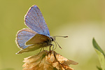 Heller Alpenbläuling Plebejus orbitulus