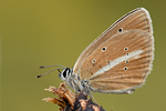 Weißdolch-Bläuling Polyommatus damon