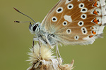 Silbergrüner Bläuling Polyommatus coridon