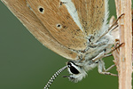 Weißdolch-Bläuling Polyommatus damon