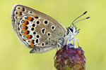 Argus-Bläuling Plebejus argus