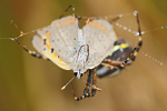 Kleiner Feuerfalter Lycaena phlaeas