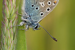 Hauhechel-Bläuling Polyommatus icarus