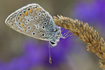 Hauhechel-Bläuling Polyommatus icarus