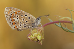 Hauhechel-Bläuling Polyommatus icarus