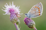 Hauhechel-Bläuling Polyommatus icarus