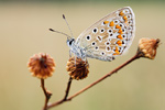 Hauhechel-Bläuling Polyommatus icarus