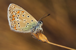 Hauhechel-Bläuling Polyommatus icarus