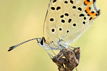 Brauner Feuerfalter Lycaena tityrus