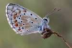 Himmelblauer Bläuling Polyommatus bellargus