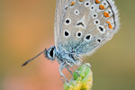 Hauhechel-Bläuling Polyommatus icarus