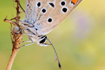 Kleiner Sonnenröschenbläuling Aricia agestis