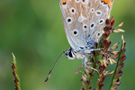 Hauhechel-Bläuling Polyommatus icarus