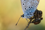 Esparsetten-Bläuling Polyommatus thersites