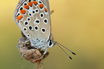 Esparsetten-Bläuling Polyommatus thersites