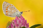 Hauhechel-Bläuling Polyommatus icarus