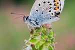 Argus-Bläuling Plebejus argus