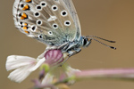 Hauhechel-Bläuling Polyommatus icarus