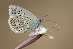 Hauhechel-Bläuling Polyommatus icarus