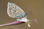 Hauhechel-Bläuling Polyommatus icarus