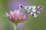 Sonnenröschen-Würfel-Dickkopffalter Pyrgus alveus