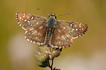 Sonnenröschen-Würfel-Dickkopffalter Pyrgus alveus