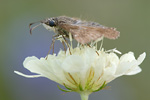 Dunkler Dickkopffalter Erynnis tages