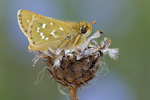 Kommafalter Hesperia comma