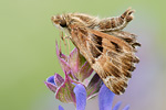 Malven-Dickkopffalter Carcharodus alceae