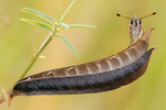 Braunkolbiger Dickkopffalter Thymelicus sylvestris