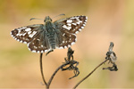 Kleiner Würfel-Dickkopffalter Pyrgus malvae