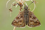 Dunkler Dickkopffalter Erynnis tages