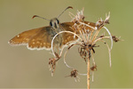 Dunkler Dickkopffalter Erynnis tages