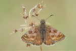 Dunkler Dickkopffalter Erynnis tages