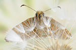 Dunkler Dickkopffalter Erynnis tages