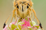 Roter Würfel-Dickkopffalter Spialia sertorius